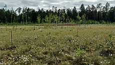 Nowy rezerwat przyrody na Mazurach. Chroni cenne torfowiska Nowy rezerwat przyrody na Mazurach. Chroni cenne torfowiska